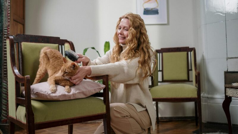 O Que Todo Dono de Pet Precisa Ter em Casa